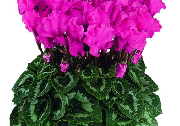Cyclamen persicum Halios Curly Rose Indien