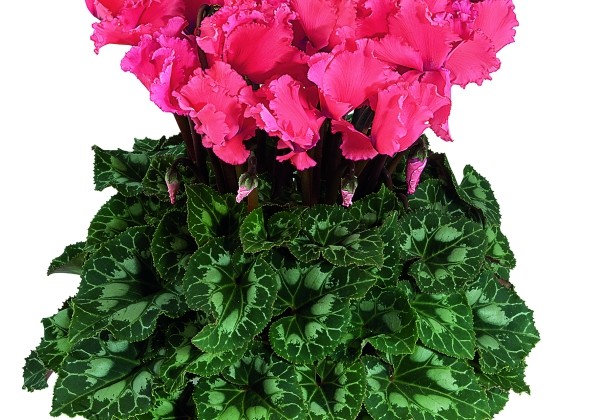 Cyclamen persicum Halios Curly Salmon