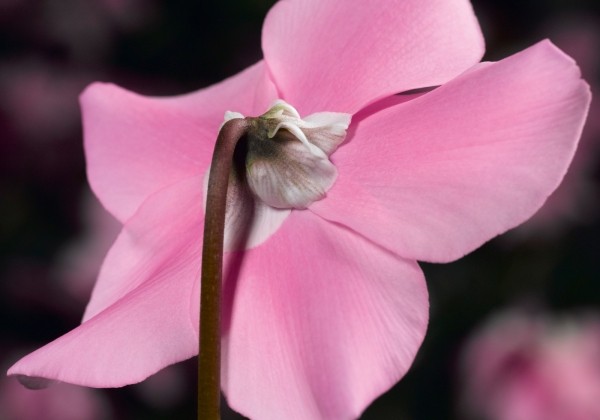 Cyclamen persicum Elfjes