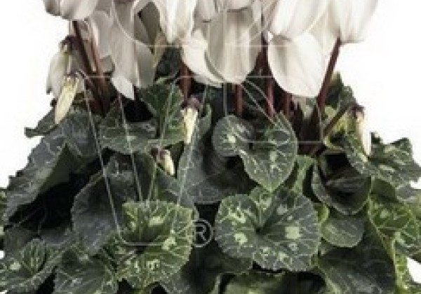 Cyclamen persicum Super Serie XL Pure White