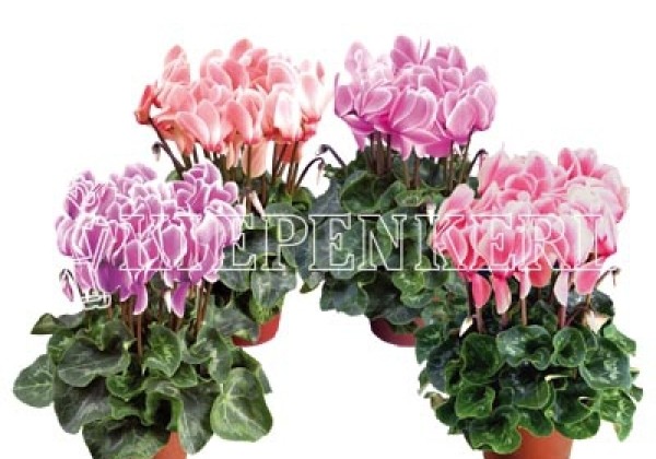 Cyclamen persicum Super Serie XL Flame Mix