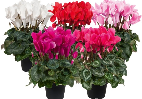 Cyclamen persicum Super Serie Vintro Mix