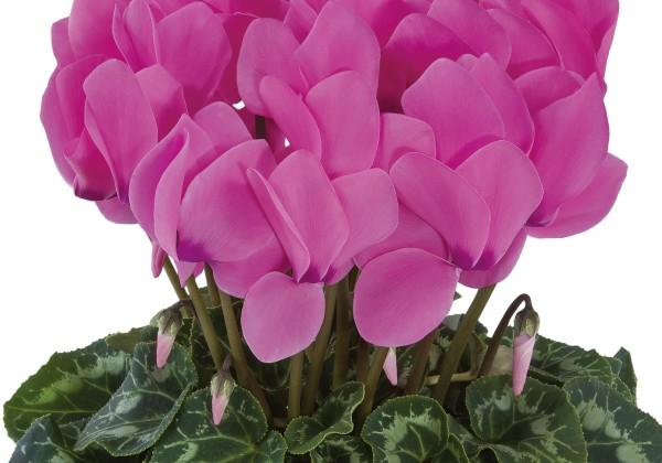 Cyclamen persicum Latinia SUCCESS Candy Pink