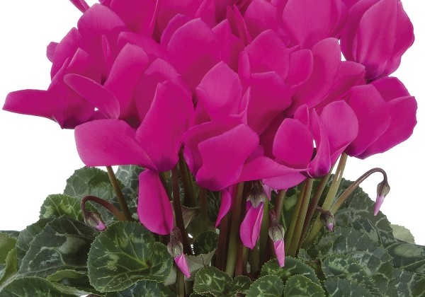 Cyclamen persicum Latinia SUCCESS Neon Rose