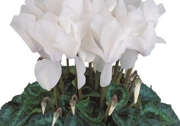 Cyclamen persicum Latinia SUCCESS Pure White