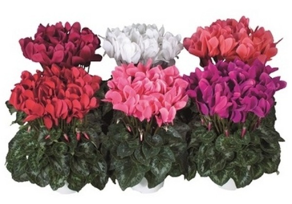 Cyclamen persicum Latinia SUCCESS Mix