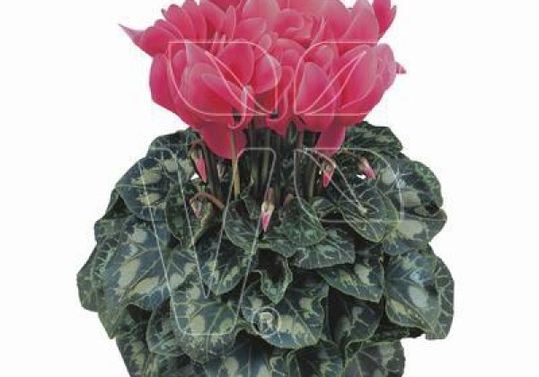 Cyclamen persicum Latinia SUCCESS Salmon