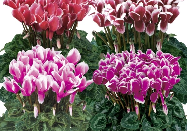 Cyclamen persicum Latinia Fantasia Mix