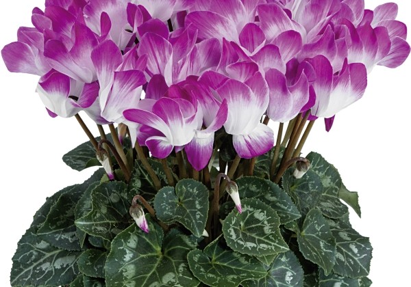 Cyclamen persicum Indiaka Bright Purple