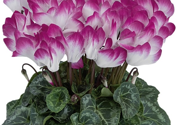 Cyclamen persicum Indiaka Magenta