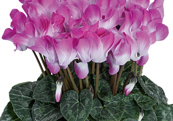 Cyclamen persicum Indiaka Rose
