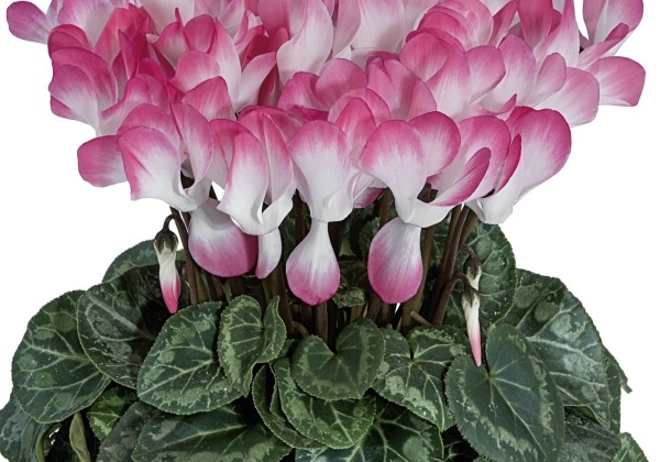 Cyclamen persicum Indiaka Salmon