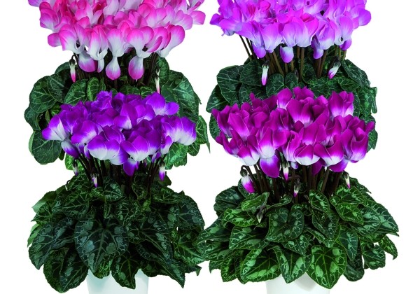 Cyclamen persicum Indiaka Mix