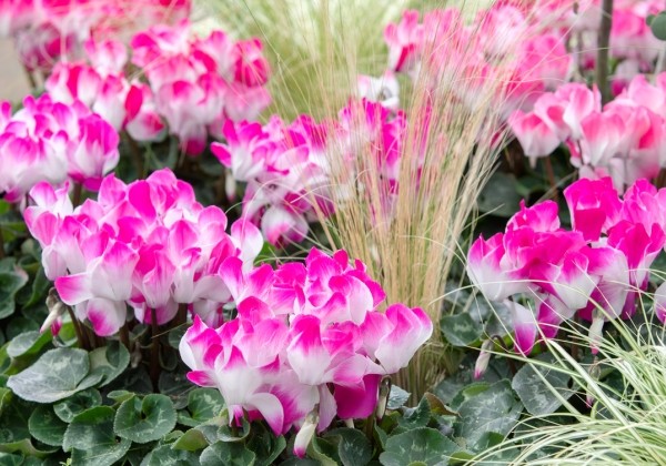 Cyclamen persicum Super-Serie® Fusion Midi F1 Neon Pink