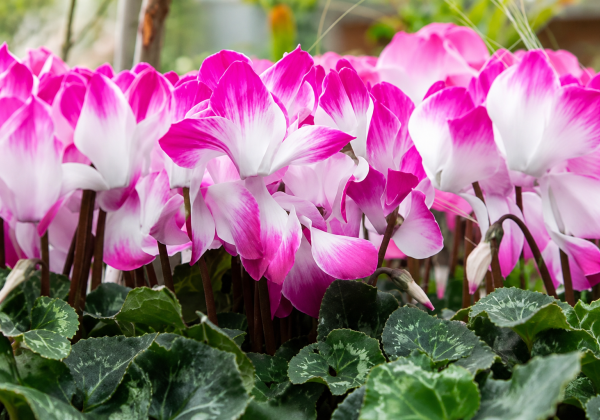Cyclamen persicum Super-Serie® Fusion Midi F1