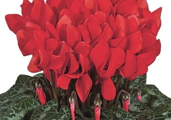 Cyclamen persicum Tianis Scarlet Red