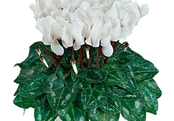 Cyclamen persicum Tianis F1