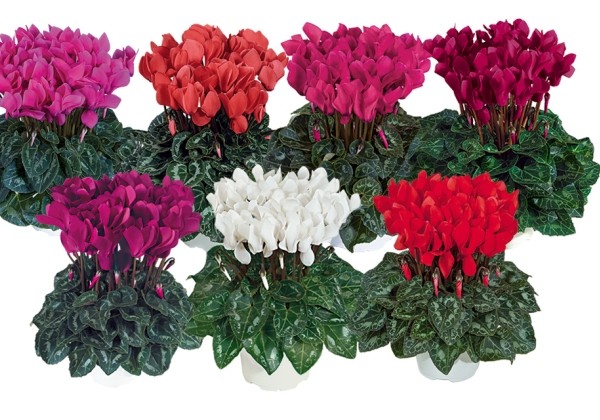 Cyclamen persicum Tianis Success Mix