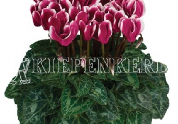 Cyclamen persicum Tianis Fantasia Deep Magenta