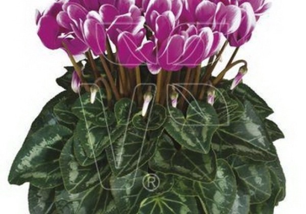 Cyclamen persicum Tianis Fantasia Purple (3396)