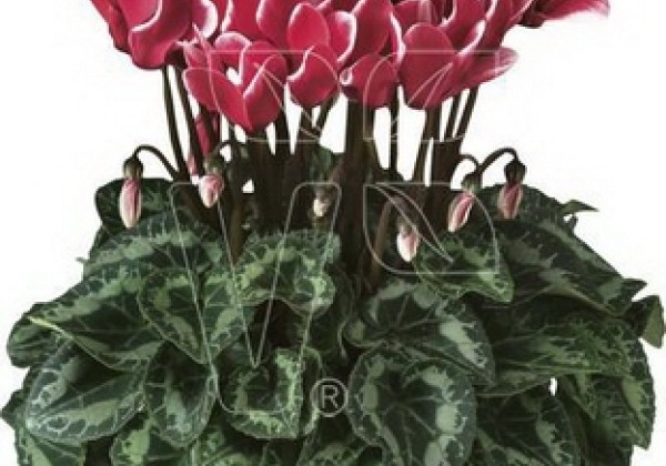 Cyclamen persicum Tianis Fantasia Red