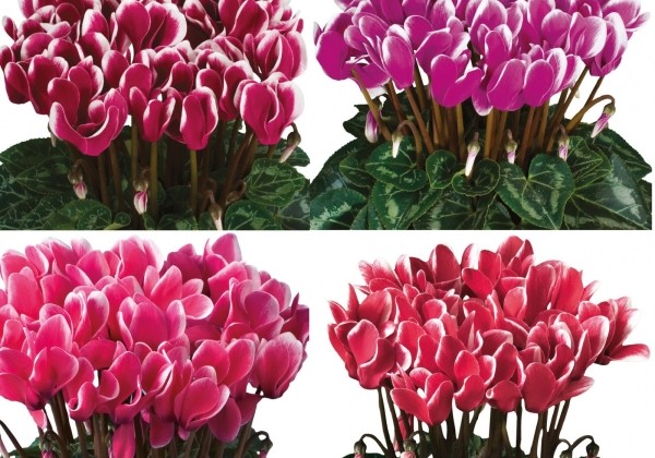 Cyclamen persicum Tianis Fantasia Mix