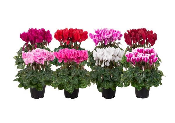 Cyclamen persicum Super-Serie® Elegante F1
