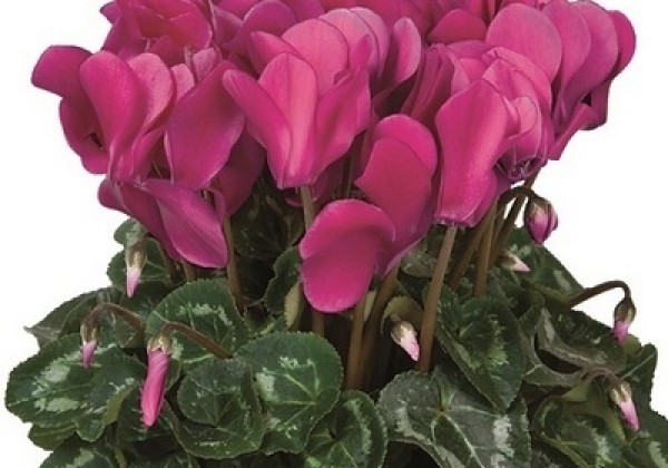 Cyclamen persicum Super Serie Allure Dark Violet