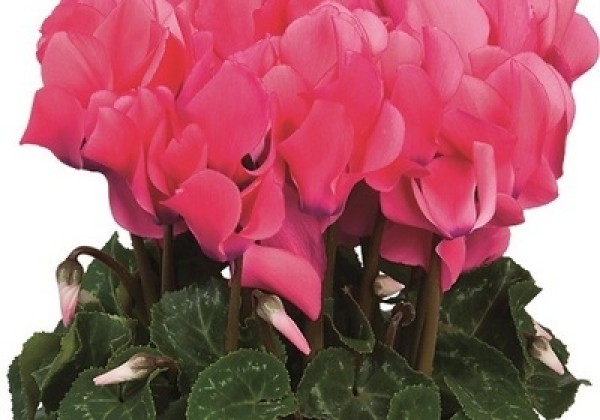 Cyclamen persicum Super Serie Allure Neon Pink