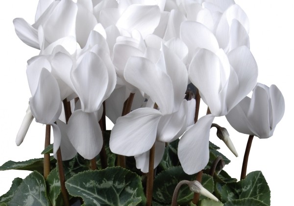 Cyclamen persicum Super Serie Allure Pure White