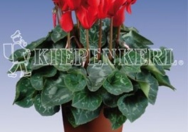 Cyclamen persicum Super Serie Allure Red