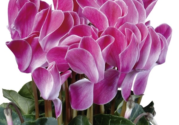 Cyclamen persicum Super Serie Allure Wine Red Flamed