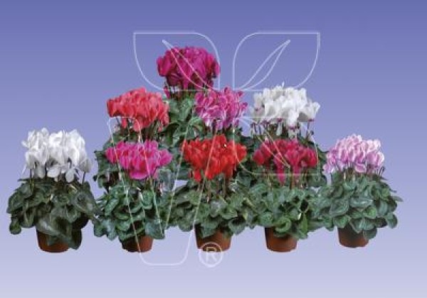 Cyclamen persicum Super Serie Allure Mix