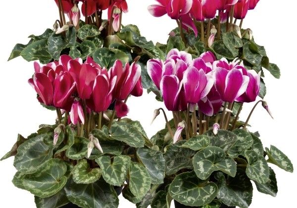 Cyclamen persicum Super Serie Allure Fuji Mix