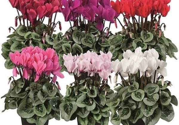 Cyclamen persicum Super Serie Rembrandt Mix