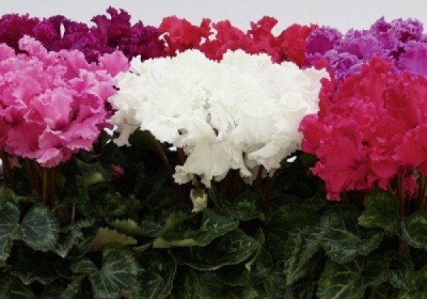 Cyclamen persicum Cabrilla Midi Mix