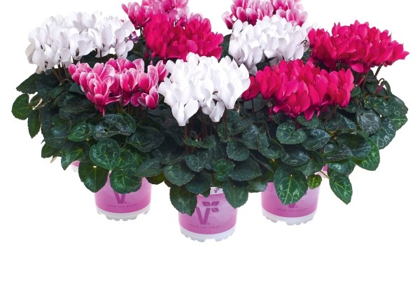 Cyclamen persicum Angelwings Rose & Frost