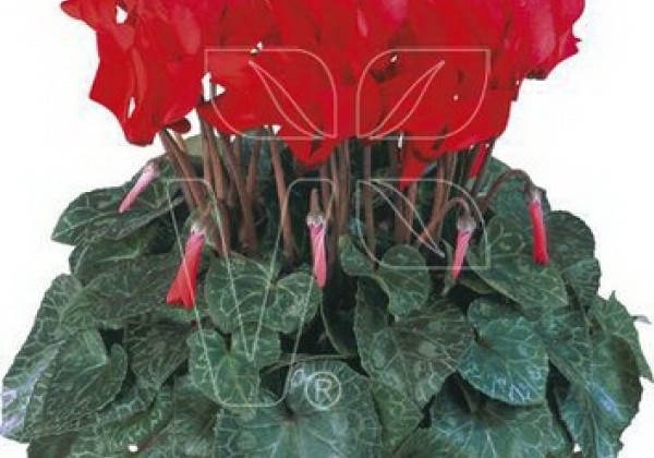 Cyclamen persicum Metis Bright Red Compact