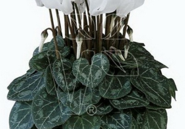 Cyclamen persicum Metis Pure White