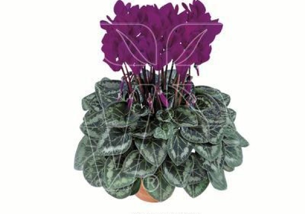 Cyclamen persicum Metis Purple