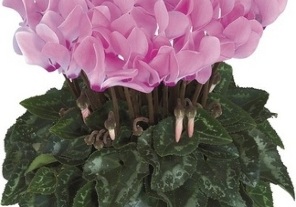 Cyclamen persicum Metis Rose Aquarel