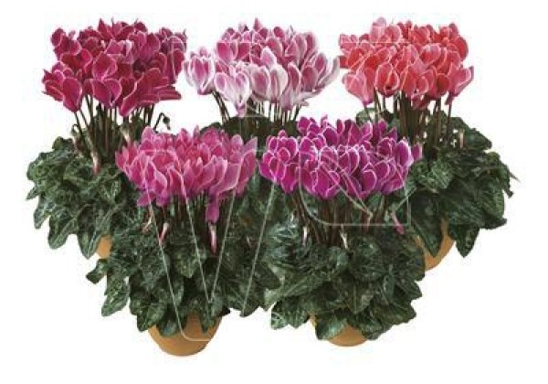 Cyclamen persicum Metis Flamed Mix