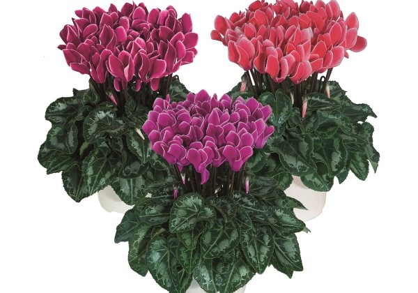 Cyclamen persicum Metis Edge Mix