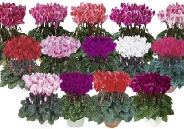 Cyclamen persicum Metis Summer Mix