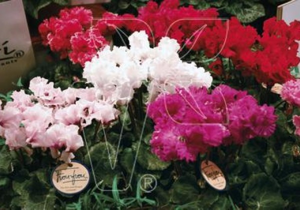 Cyclamen persicum Metis Standard Mix