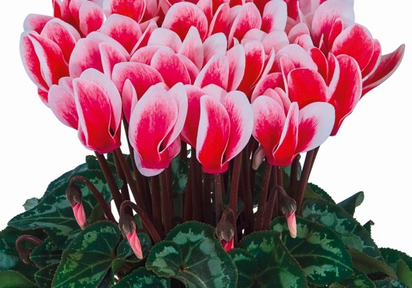 Cyclamen persicum Metis Fantasia Arctic Red