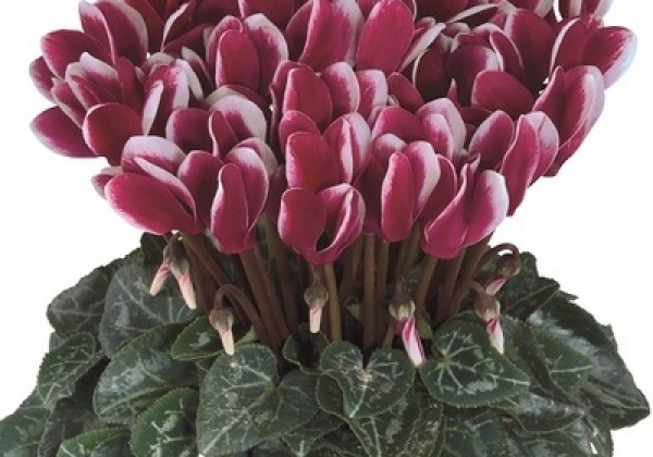 Cyclamen persicum Metis Fantasia Deep Magenta