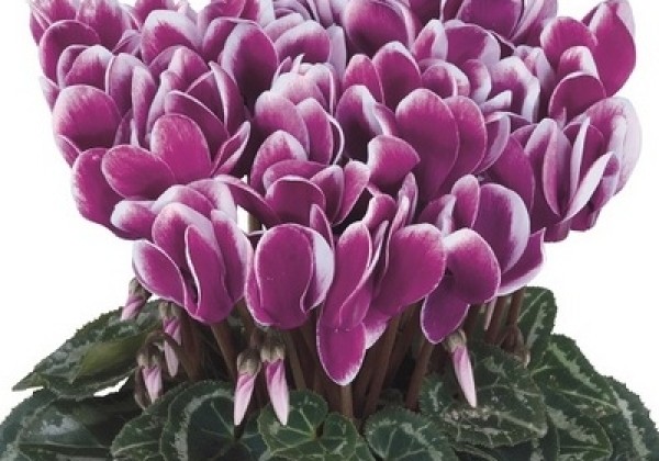Cyclamen persicum Metis Fantasia Purple