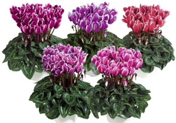 Cyclamen persicum Metis Fantasia Winter Mix