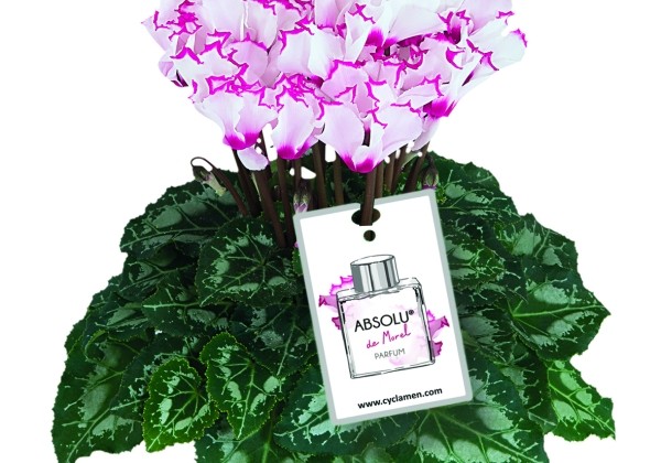 Cyclamen persicum Metis Absolu de Morel